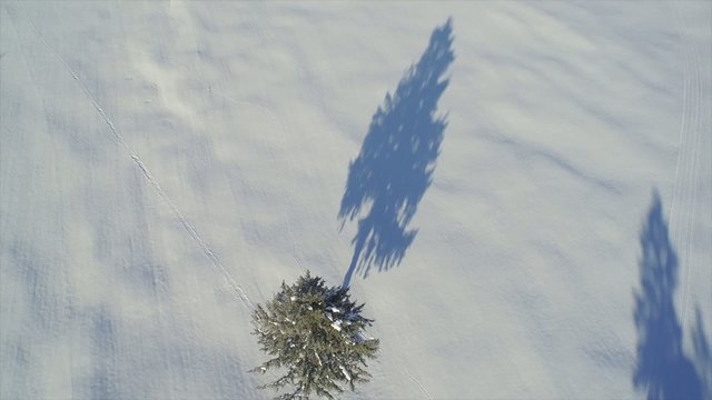 Baum von oben Luftaufnahme