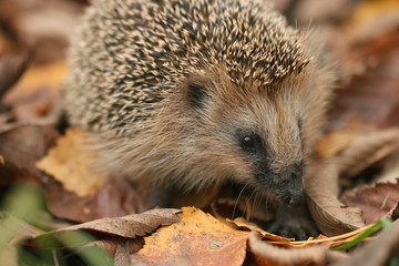 hedgehog autumn leaves forest