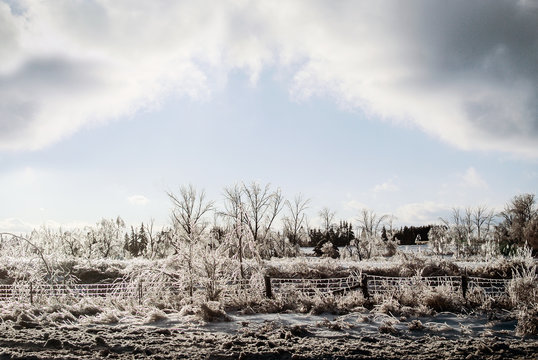 Frozen Landscape After an Ice Storm