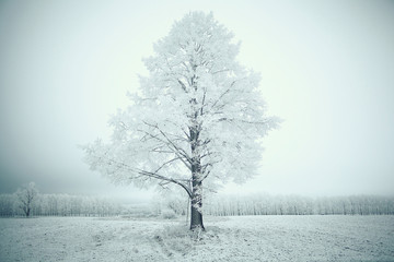 winter landscape nature without people