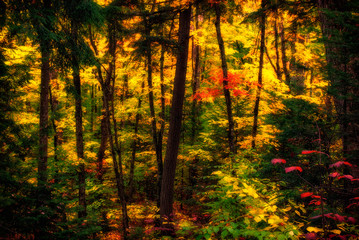 Diffused Autumn Forest