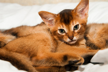 Fototapeta na wymiar Cute kitten portrait