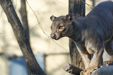 Fossa (Cryptoprocta ferox)