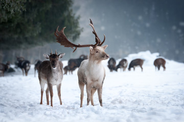 White Deer in snowy Forest