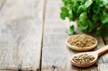 coriander