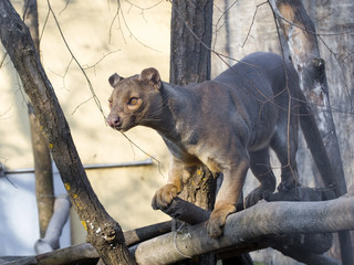 Fossa (Cryptoprocta ferox)