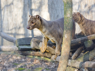 Fototapeta premium Fossa (Cryptoprocta ferox)