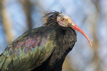 Northern bald ibis (Geronticus eremita)