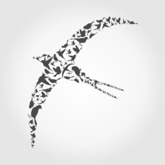 Fototapeta premium Birds7