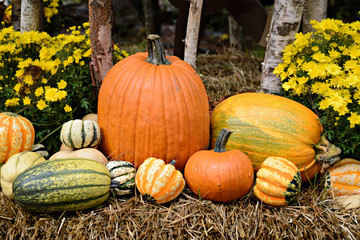 Autumn Outdoor Decor - Pumpkin and Squash