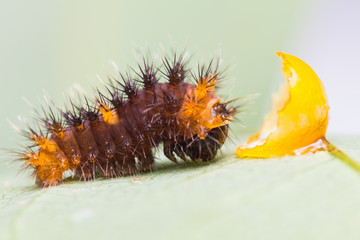 Newly born golden birdwing caterpillar
