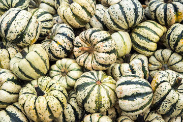Carnival Squash