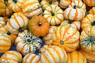 Pile of Squash