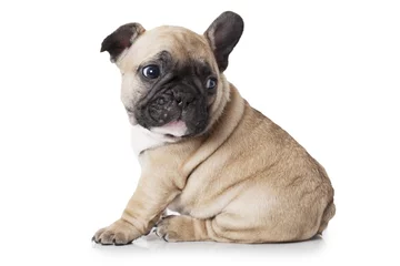 Foto auf Acrylglas Französische Bulldogge Netter kleiner Welpe der französischen Bulldogge, der auf weißem Hintergrund sitzt