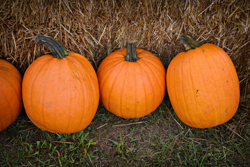 Pumpkins on the Ground