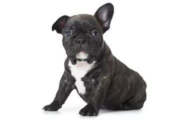 Foto auf Acrylglas Französische Bulldogge Ein Monat alter Welpe der Rasse der französischen Bulldogge