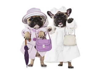 Poster Französische Bulldoggenwelpen, die als Puppen mit Handtaschen verkleidet sind © Alexey Kuznetsov