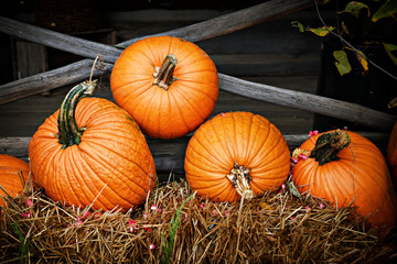 Close Up of Pumpkins on Hay