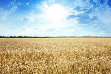 Golden wheat field with blue sky in background