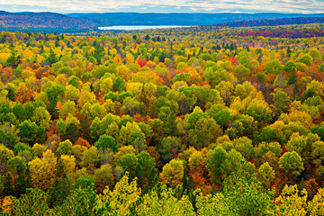 Colourful Tree Tops in an Autumn Forest - 78154476