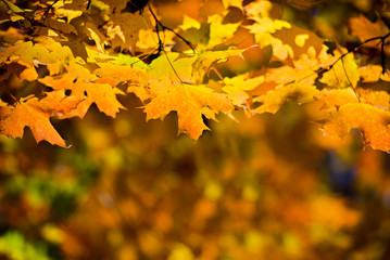 Golden Fall Leaves