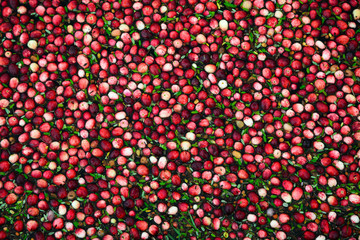 Cranberries in Flooded Marsh - Closeup