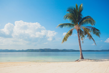 Fototapeta na wymiar Single palm tree on tropical beach