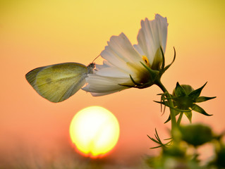 Obraz premium A butterfly rested on a flower under the sunset