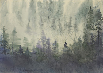 misty pine forest