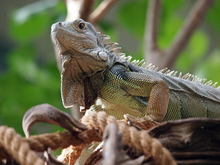 Iguana