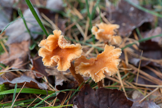 Close Up of Cantharellus Cibarius Fungus