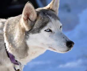 Siberian Husky