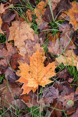 Frosted Fall Leaves