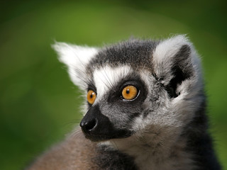 Ring Tailed Lemur