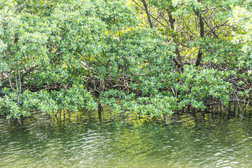 Obraz premium plants grow at the bank of the lake