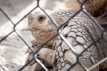 Giant tortoise in captivity: close-up behind the cage