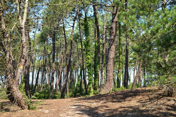 bois de pins maritime sur la côte