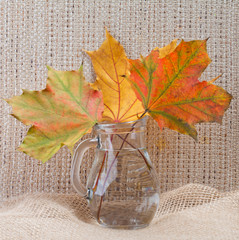 Maple leaves in glass jug