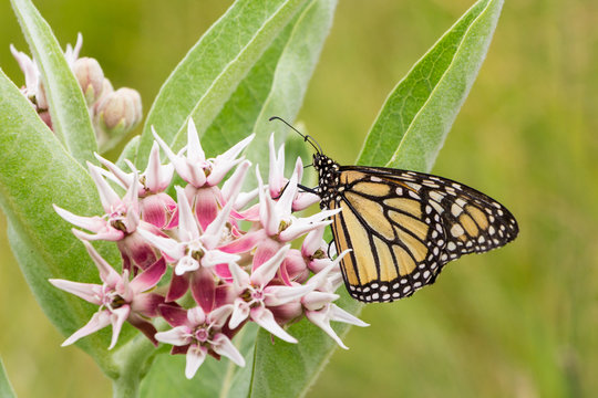 Common Tiger butterfly - Monarch butterfly ( danaus plexippus) i