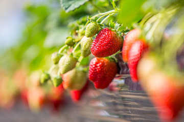 Naklejka premium Fresh organic strawberries growing on the vine