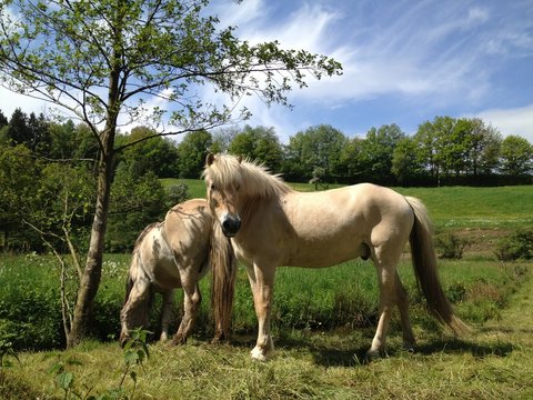 Folen Bilder Durchsuchen 51 Archivfotos, und Videos