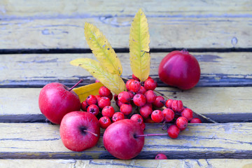 Ashberry, red apples on the bench