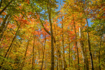 Colorful Leaves on Autumn Trees