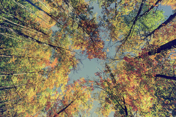 Autumn Tree Leaves - Instagram