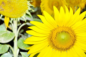 Sunflower close-up with Sun flowers