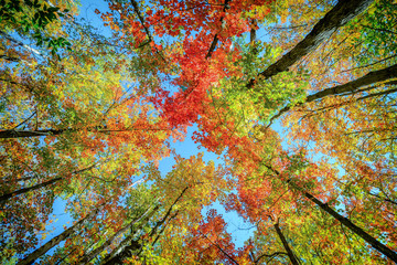 Colorful Leaves up in the Autumn Trees - 78157610