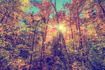 Sun Shining Through Leaves in an Autumn Forest - Retro, Faded, I