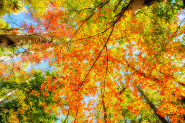 Looking Up at Bright Autumn Leaves in the Forest
