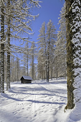 Larici invernali