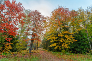 Fototapeta premium Driveway Through Colorful Autumn Trees - Wide Angle